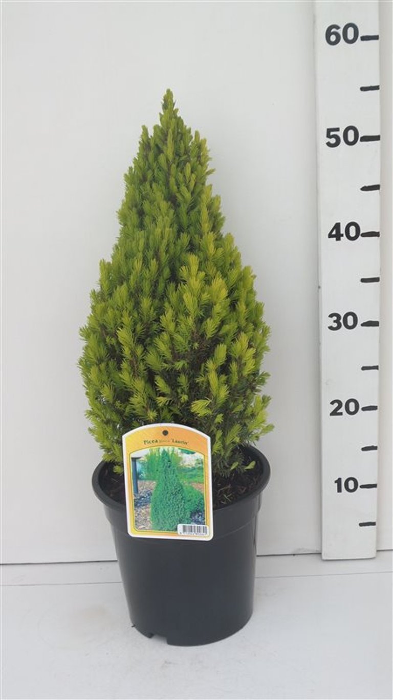 Picea gl. 'Laurin' - C3 35-40 CM